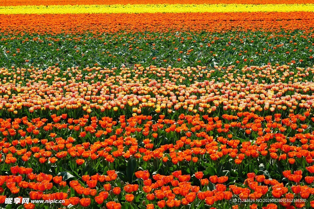 郁金香花海