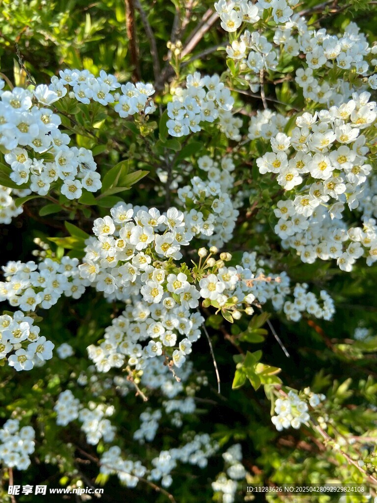 白色绣球花