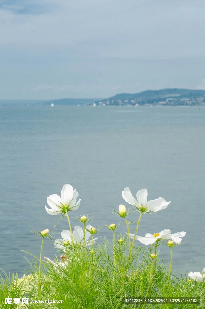 海边菊花丛