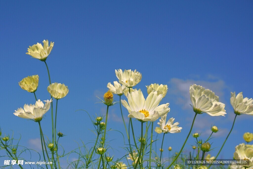 蓝天映衬下的清新雏菊