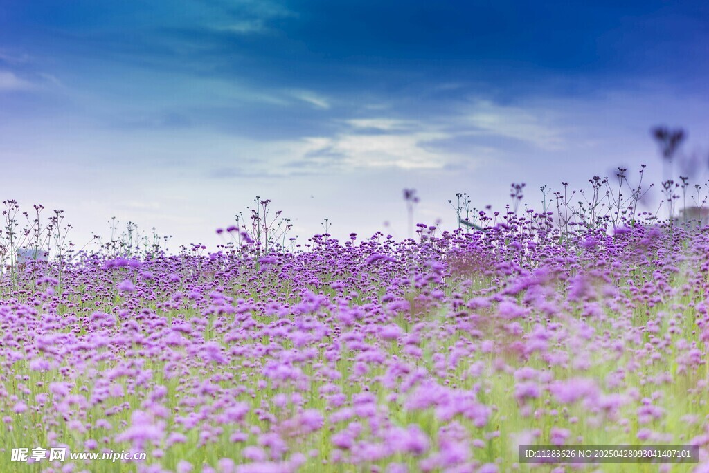 紫罗兰花海