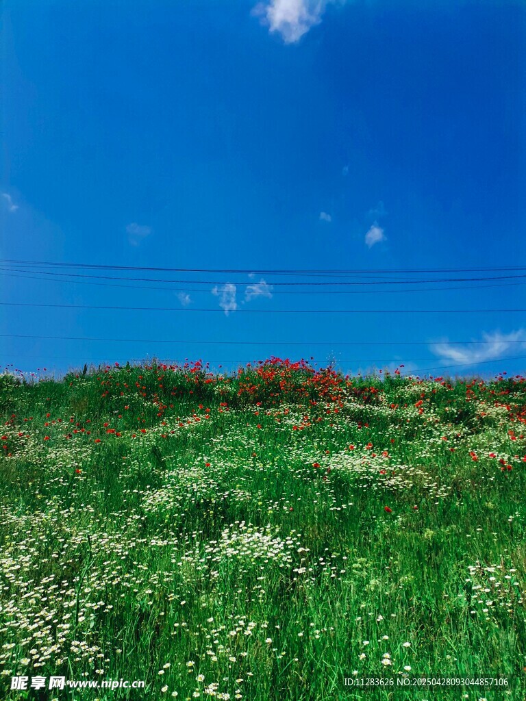 野菊花花海