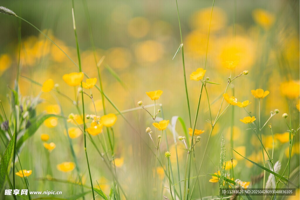 春日黄花太阳花