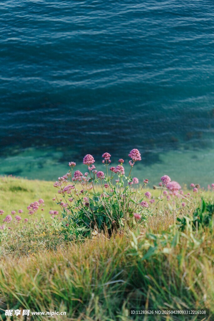 一株蒲公英花