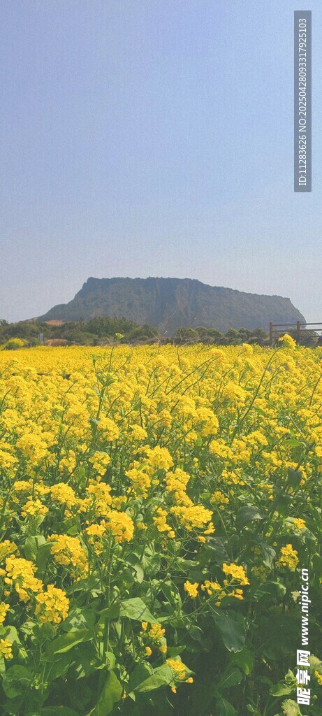 金黄油菜花