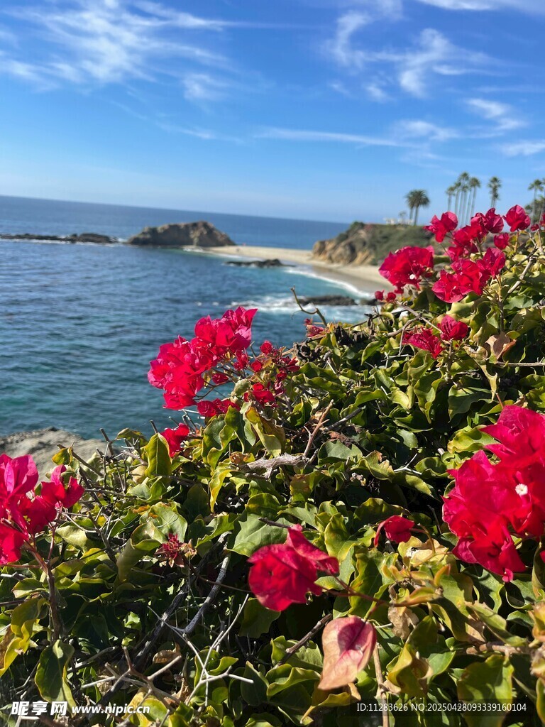 海边杜鹃花