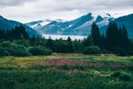 山间花海与远处雪山美景