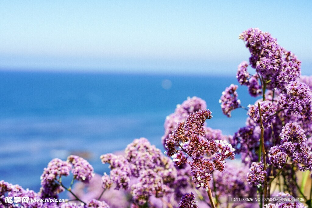 紫色绣球花