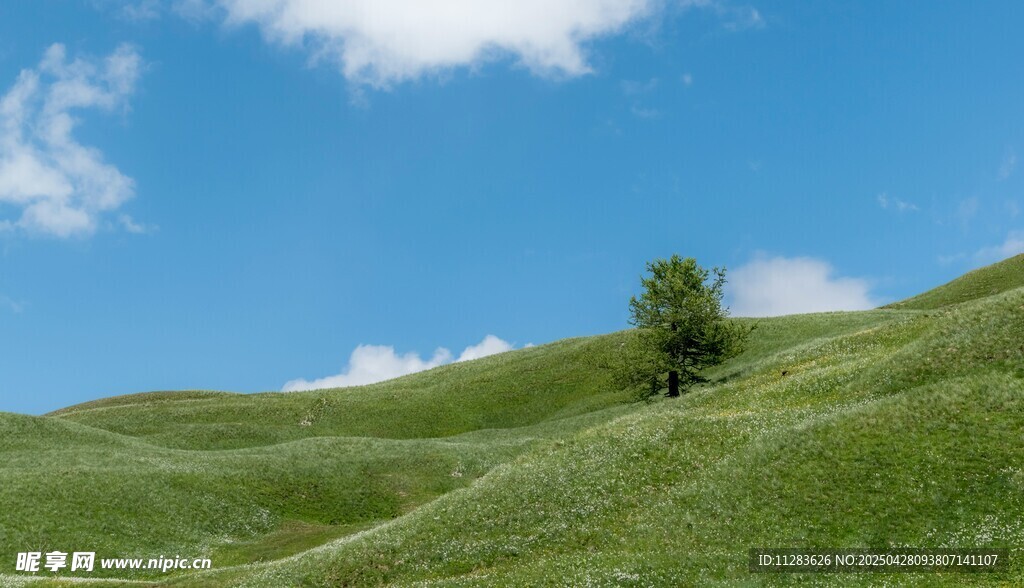草原孤树风景图