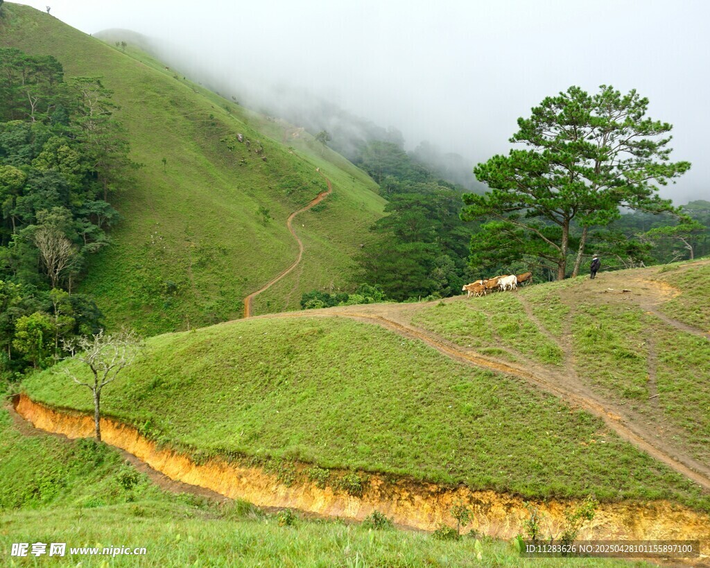 山间绿野蜿蜒小路美景