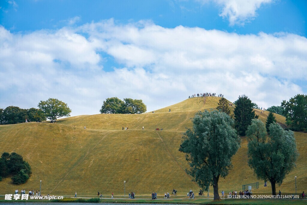 金黄山坡上的悠然景致