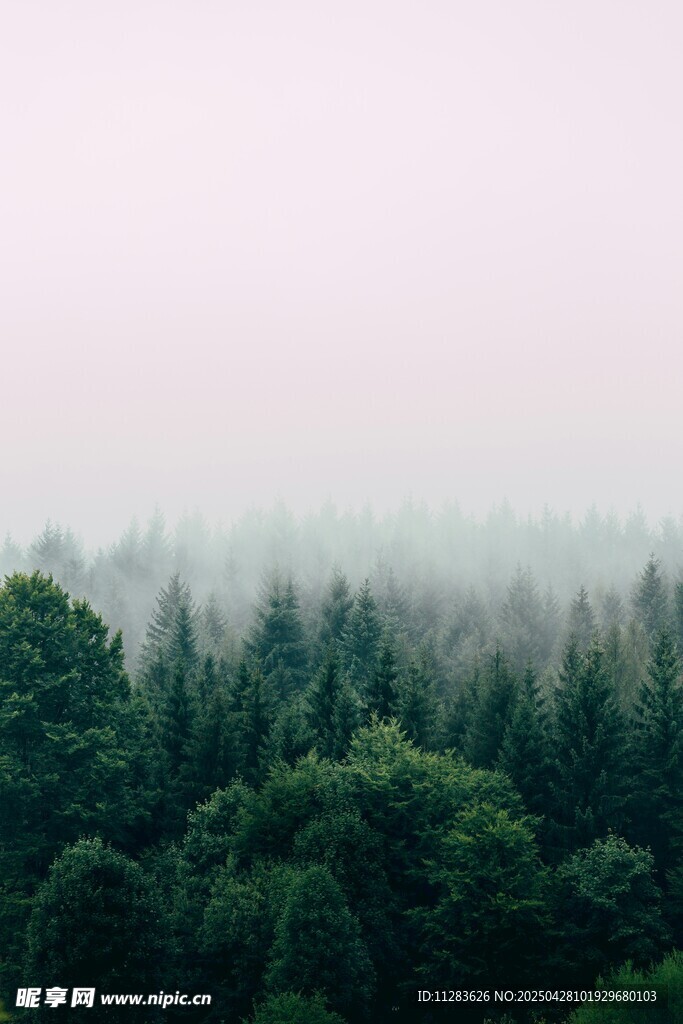雾中森林景观