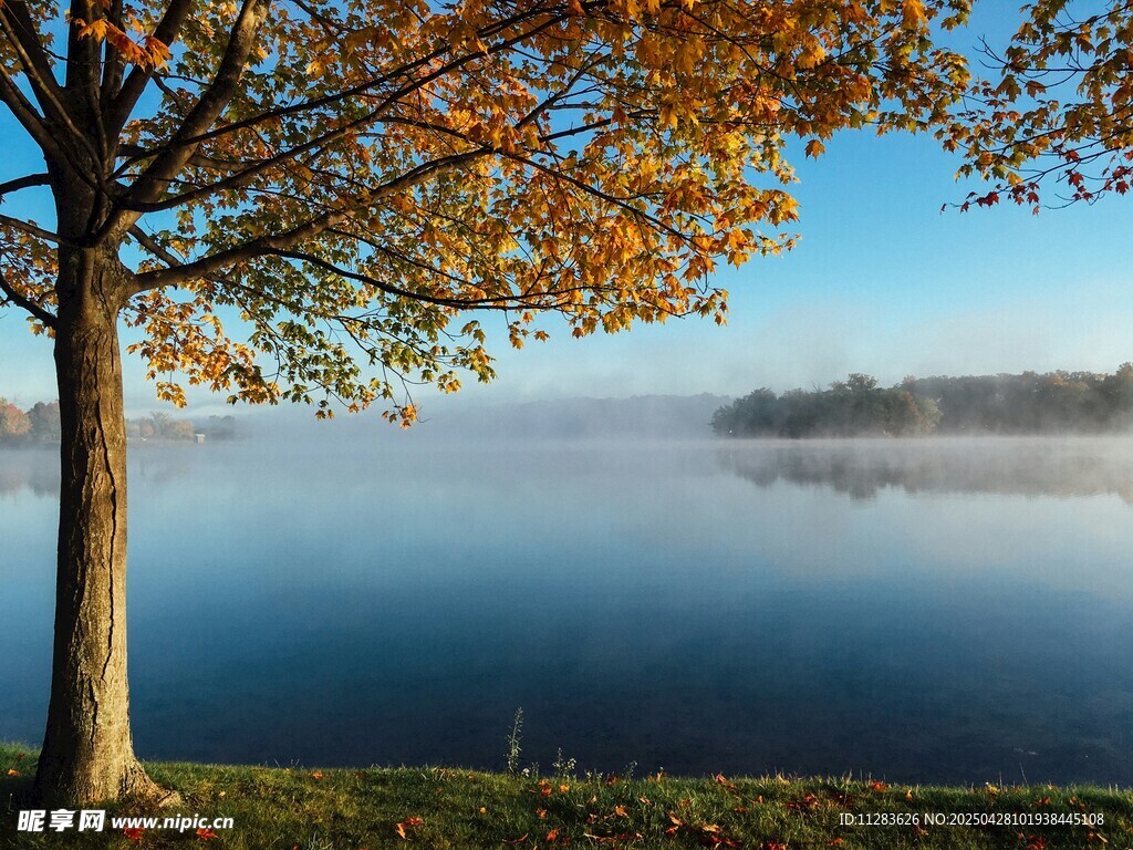 湖畔秋树 晨雾弥漫美景