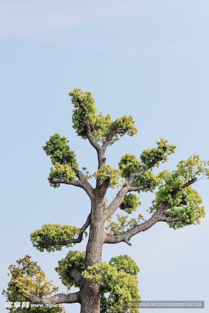 造型独特的盆景松树