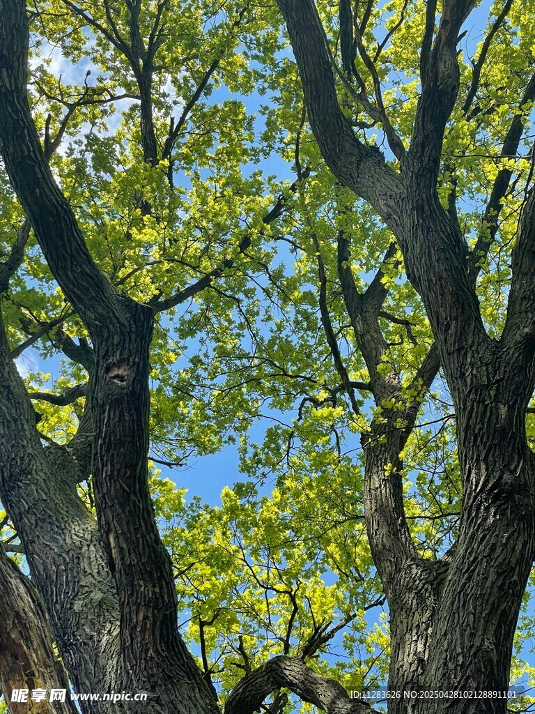 仰视葱郁大树树冠美景