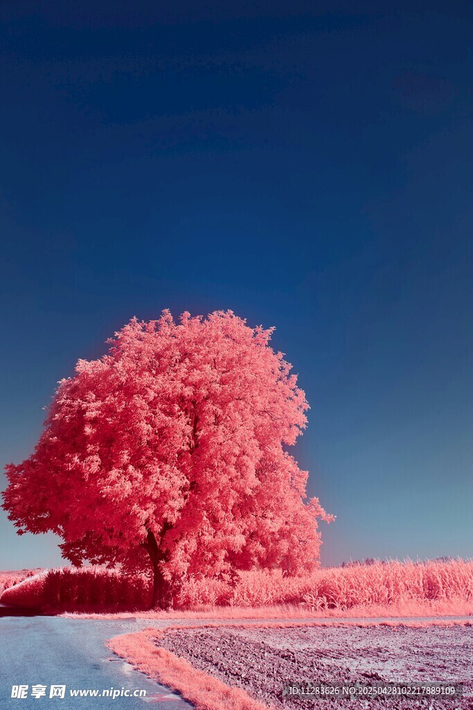 梦幻粉色树的独特景致