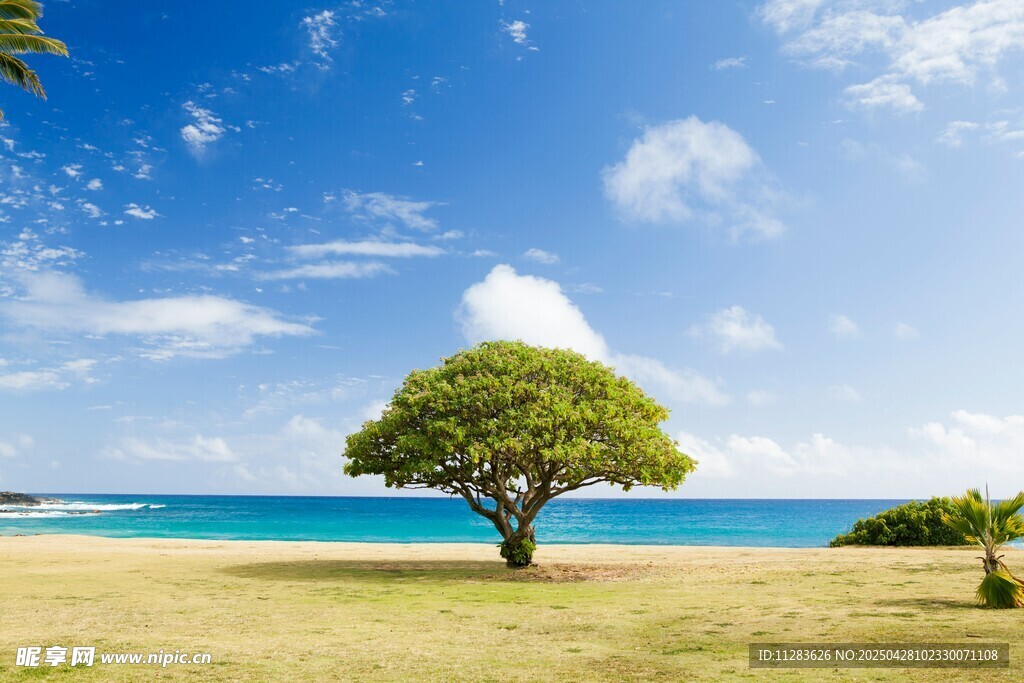 海边孤树蓝天美景