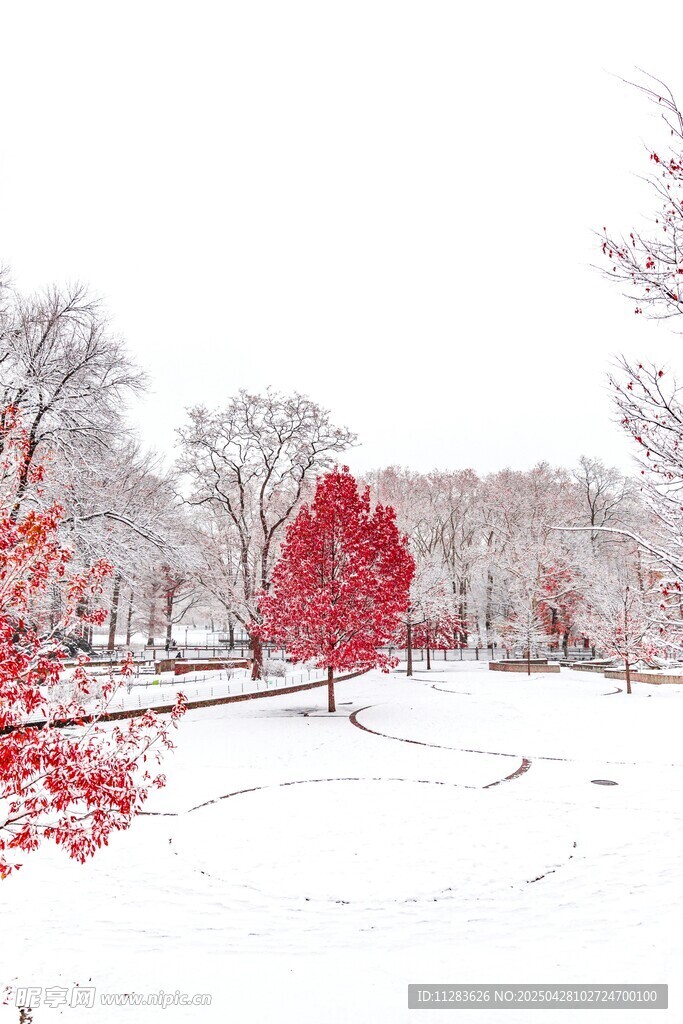 雪境中独树的艳丽景致