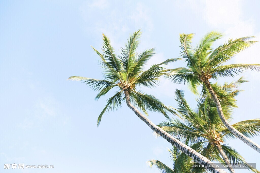 蓝天椰树 夏日清新景象
