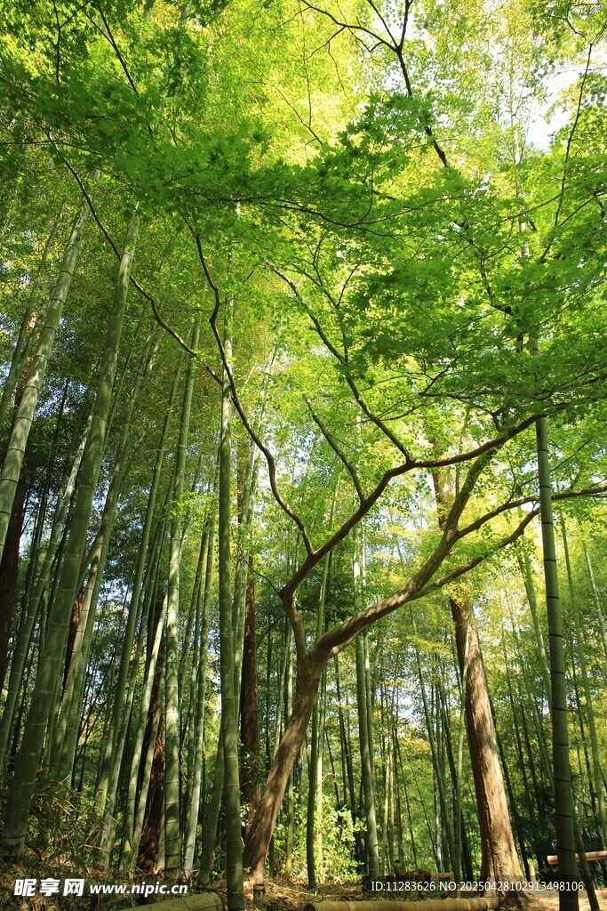 翠绿繁茂的森林景象