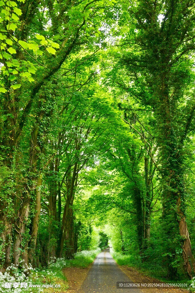 林间绿荫小道