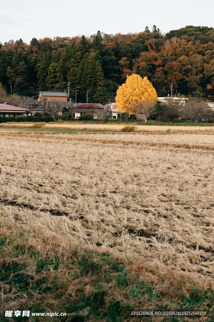 秋日田野中的金黄树木