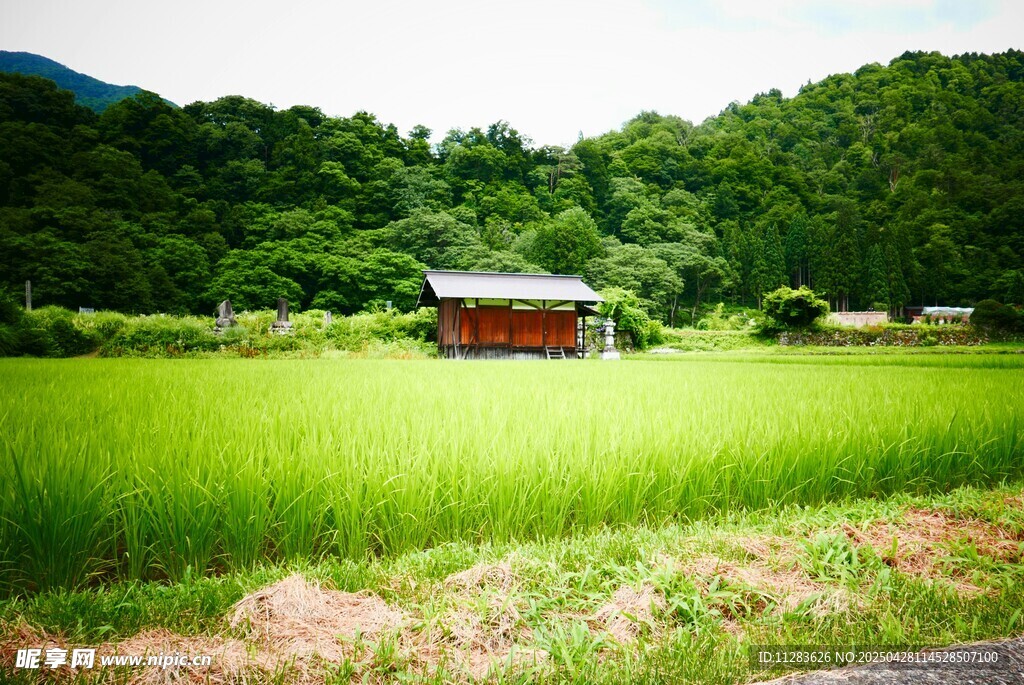 田园小屋旁的翠绿稻田