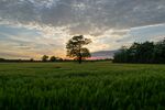 田野夕阳下的孤独树木