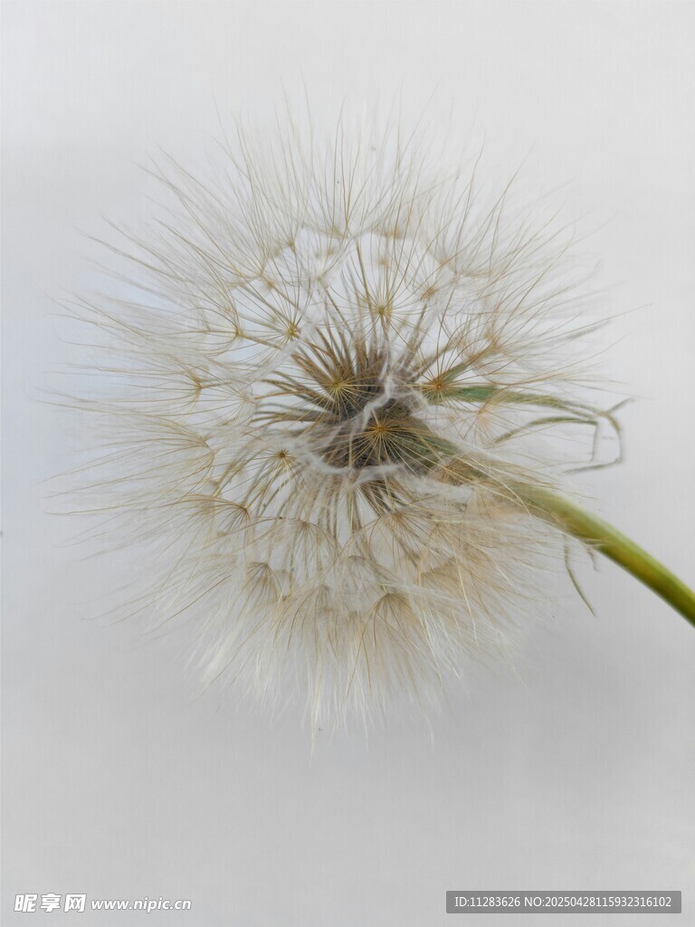 蒲公英特写