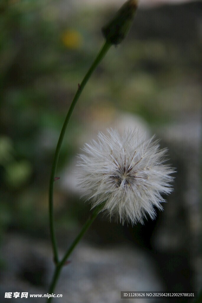 白色蒲公英特写