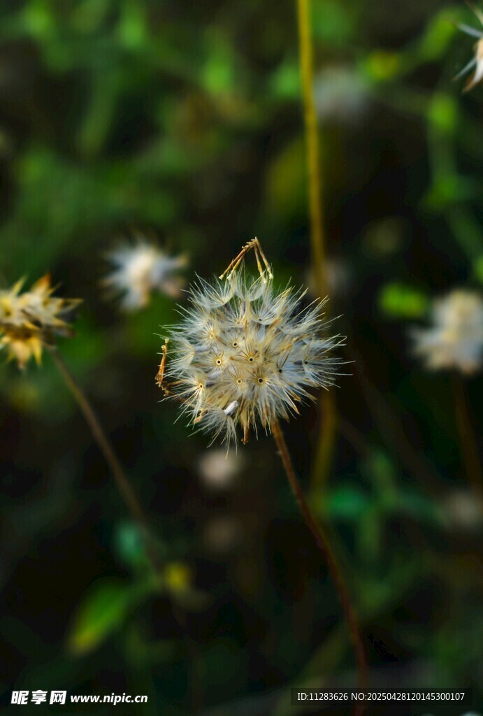 蒲公英特写 自然清新之美