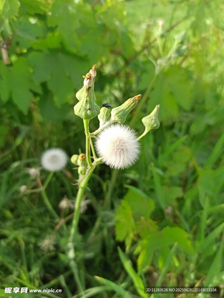 草丛中的白色绒球植物