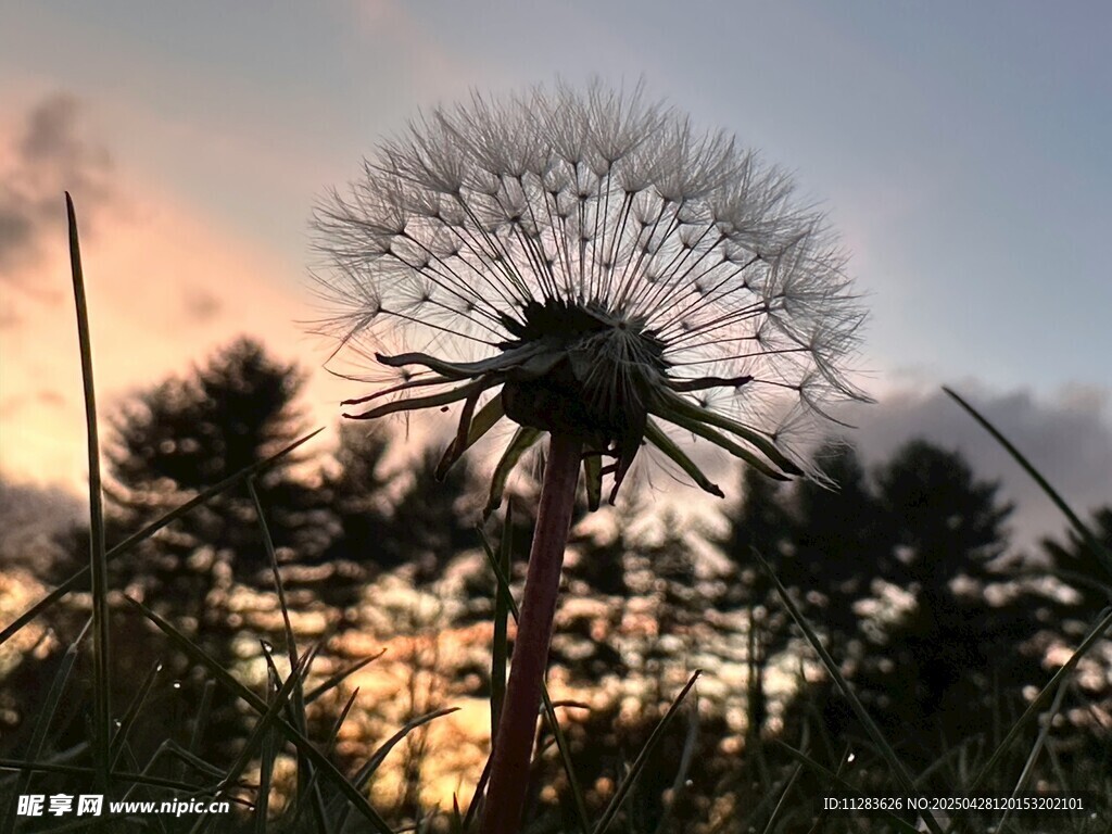 夕阳下的蒲公英美景