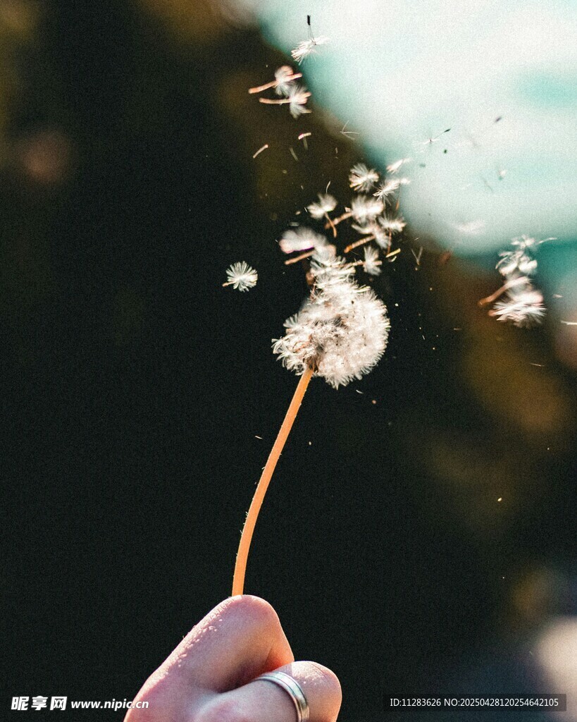 手托蒲公英 吹散梦幻种子