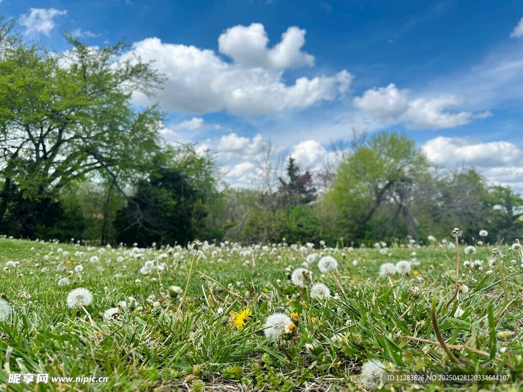 春日草地蒲公英美景