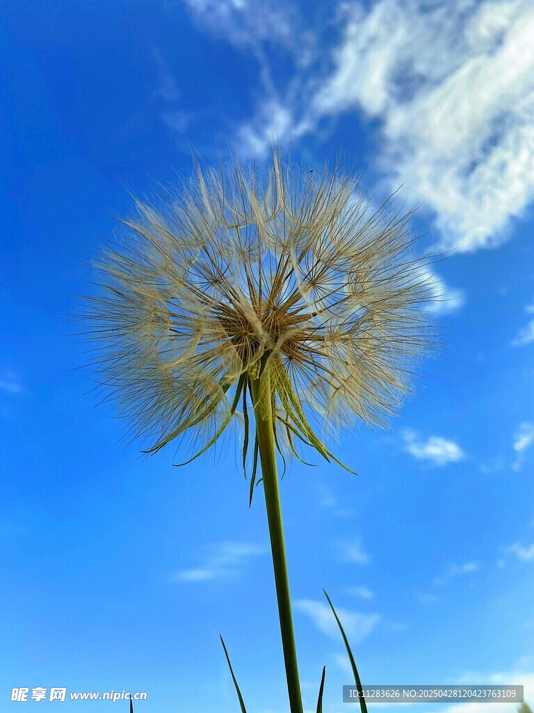 蓝天下的蒲公英