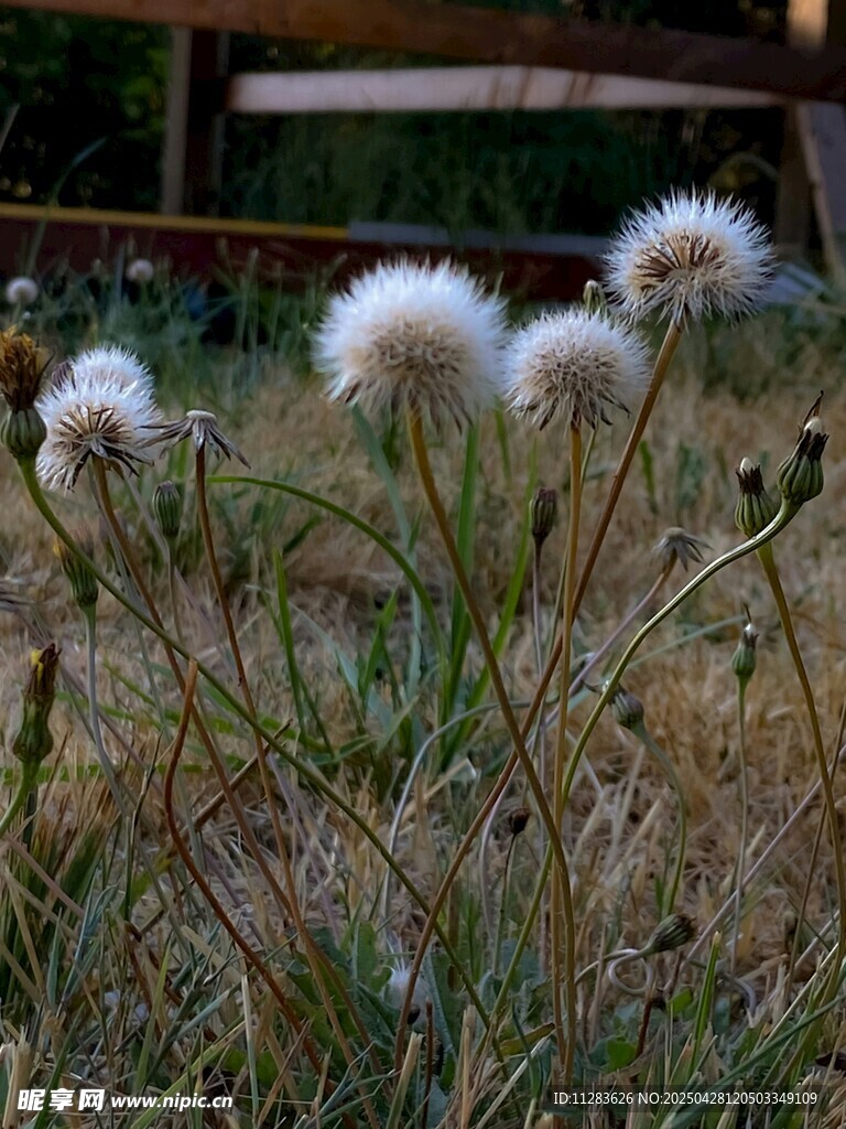 野外蓬松的白色绒球植物