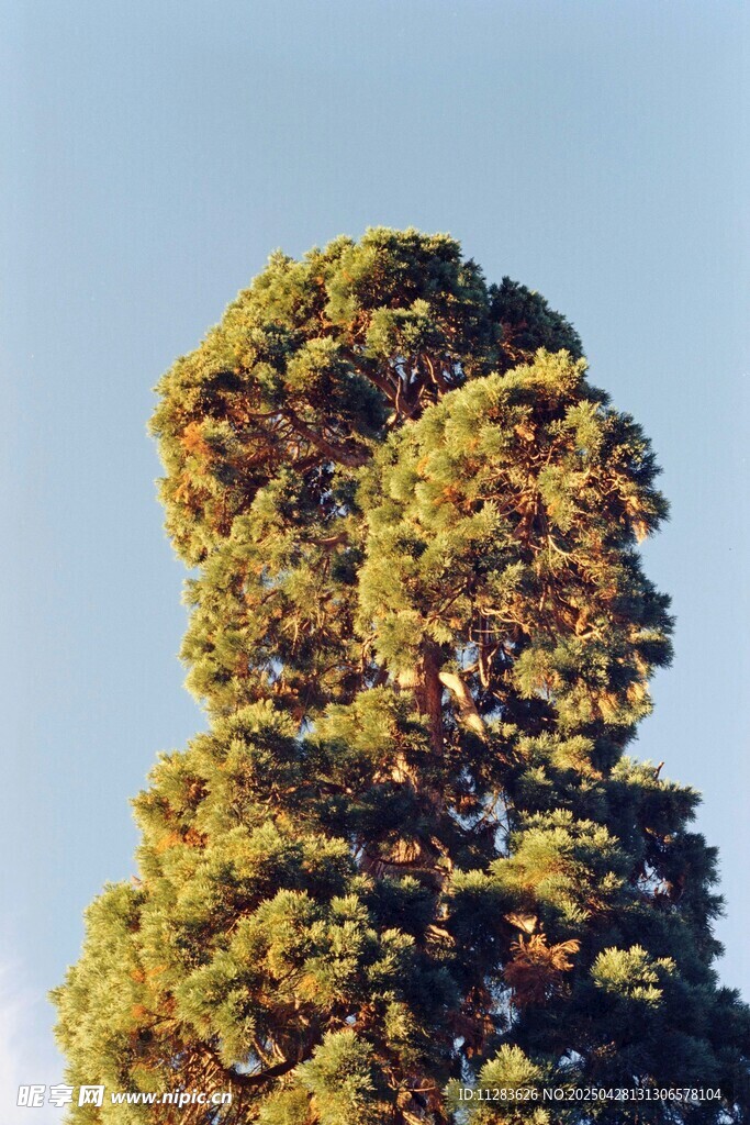 独特造型的树木景观