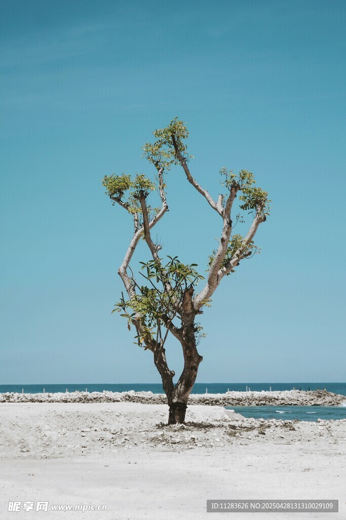 沙漠孤树蓝天美景