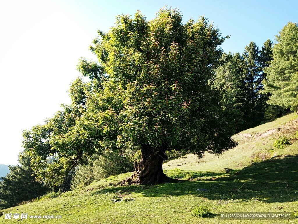 山坡上的茂盛大树