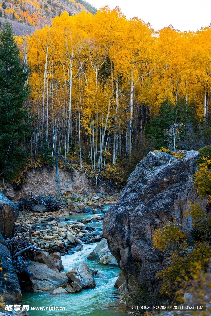 秋日溪边绚烂树林美景