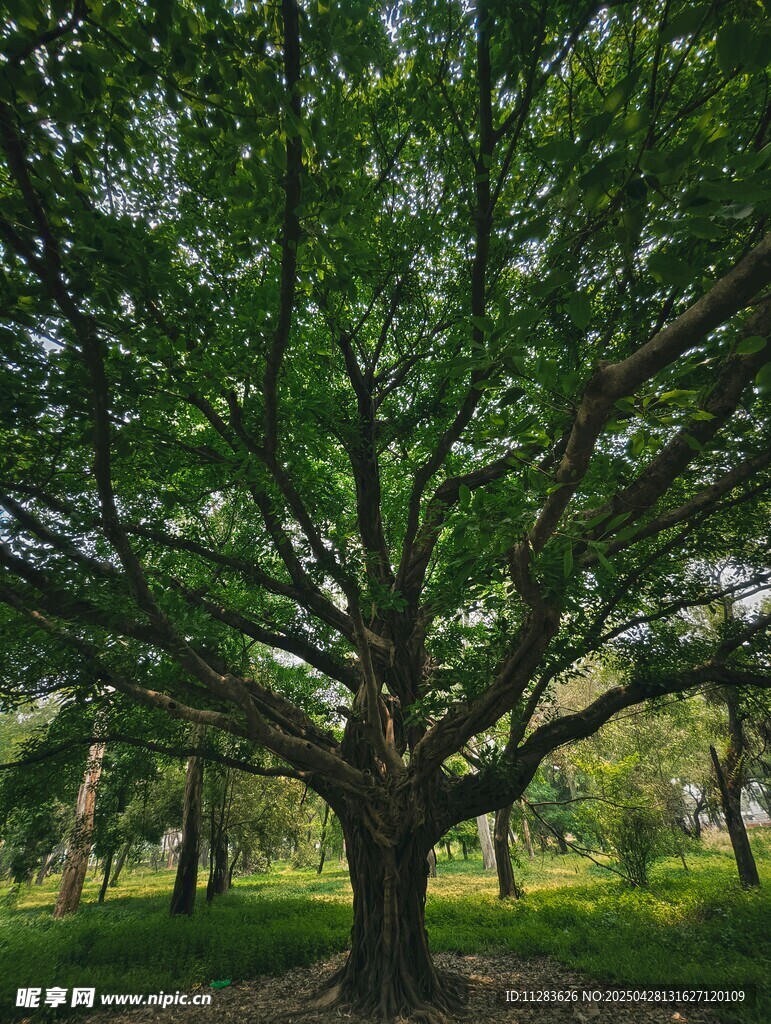 繁茂大树屹立于绿意草地