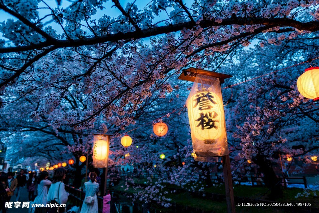 夜樱下的灯笼美景