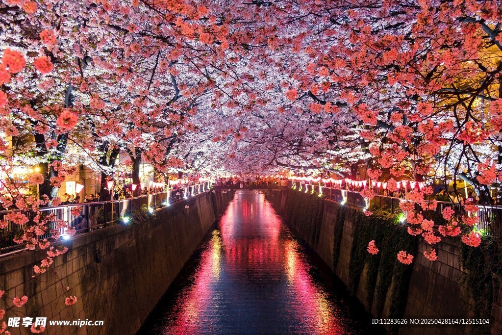 夜下烂漫樱花道