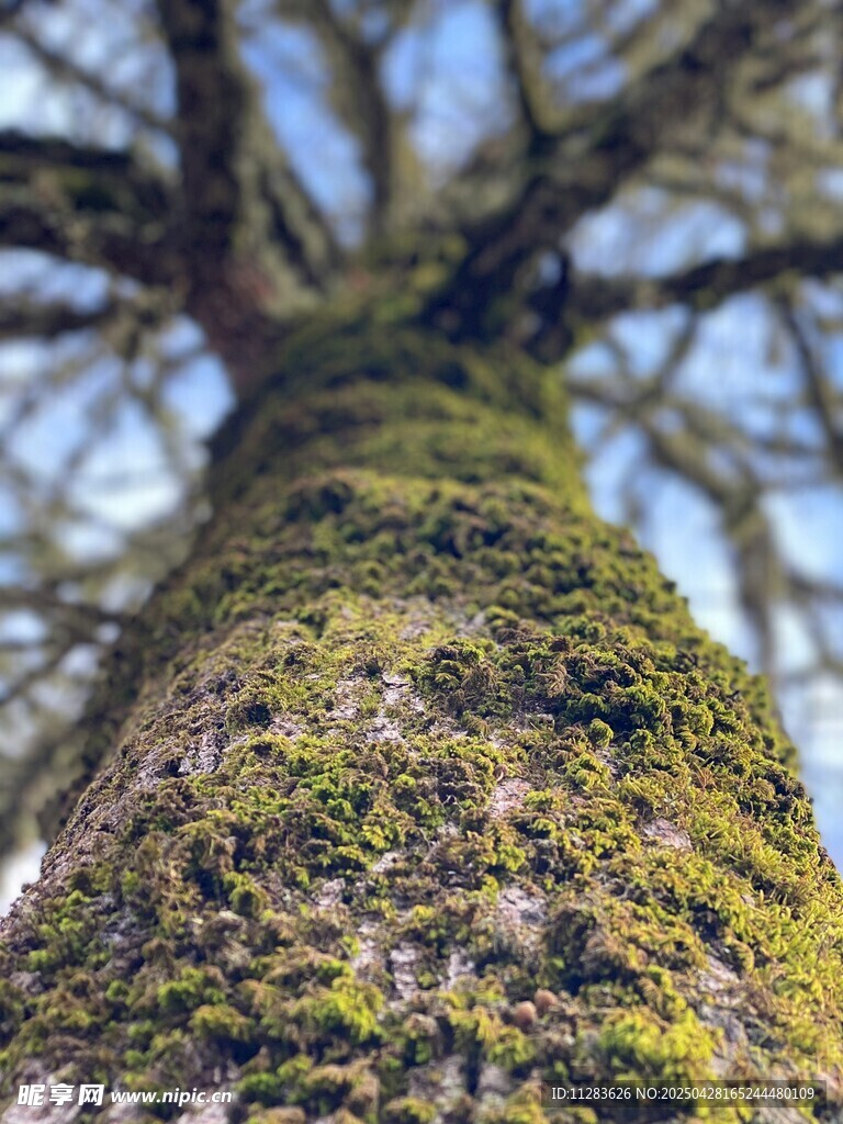 仰视树干上的斑驳苔藓
