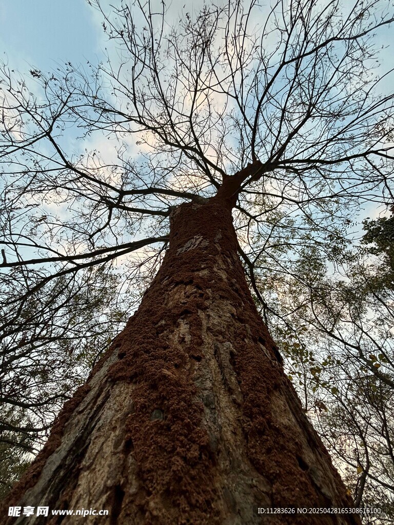 仰望参天巨树