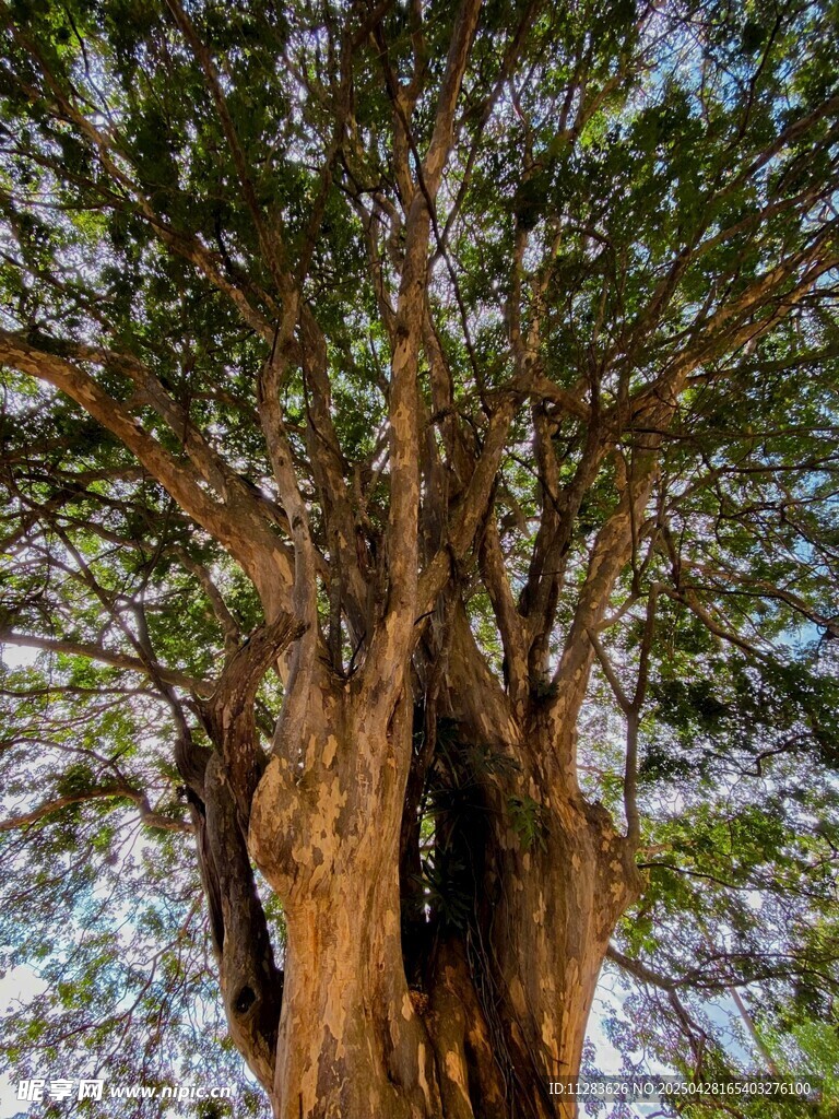 古老巨树的独特树洞景观
