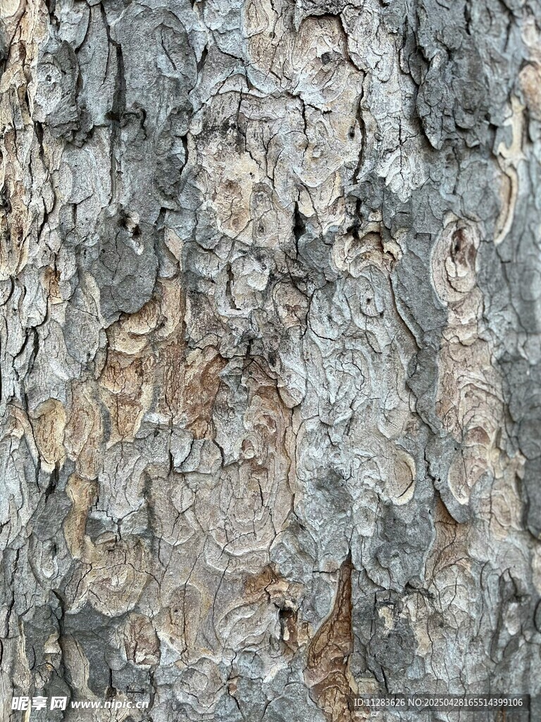 树皮纹理特写