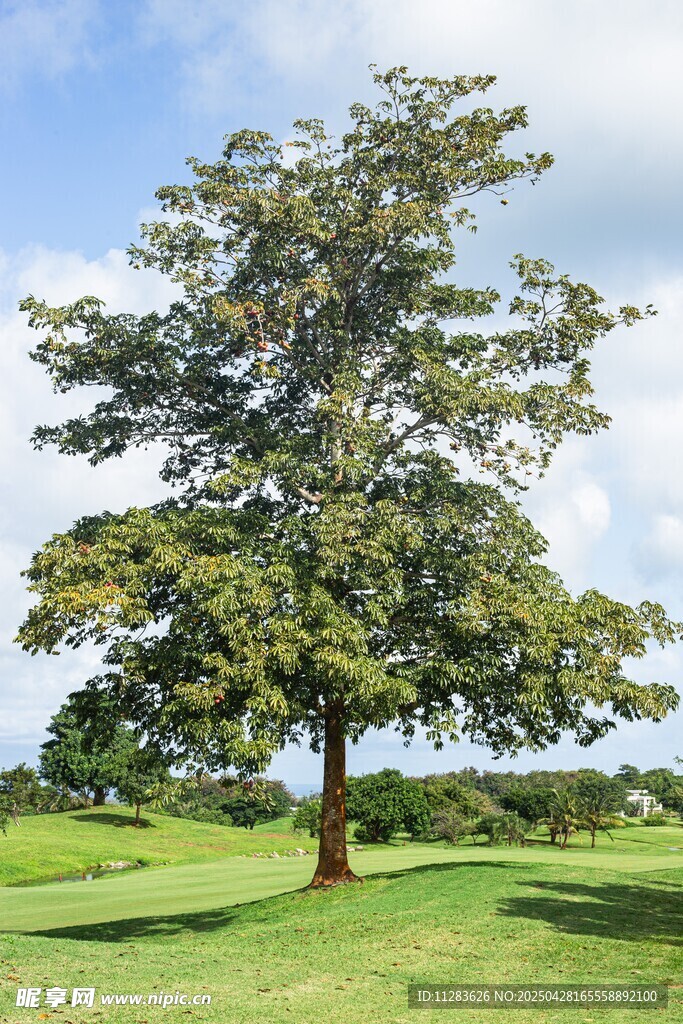 田野中的茂盛大树