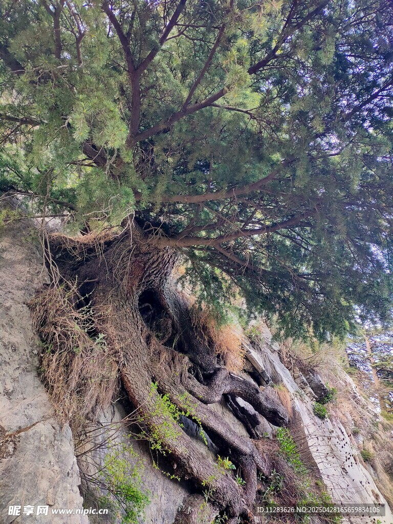 悬崖上顽强生长的松树